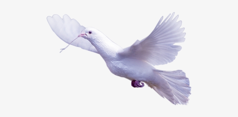 Imagenes Romanticas De Amor Para Facebook - Png Palomas, transparent png download