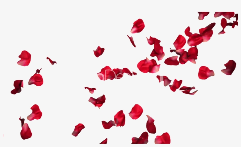 Download Rose Hq Image - Red Roses Petals Png, transparent png download