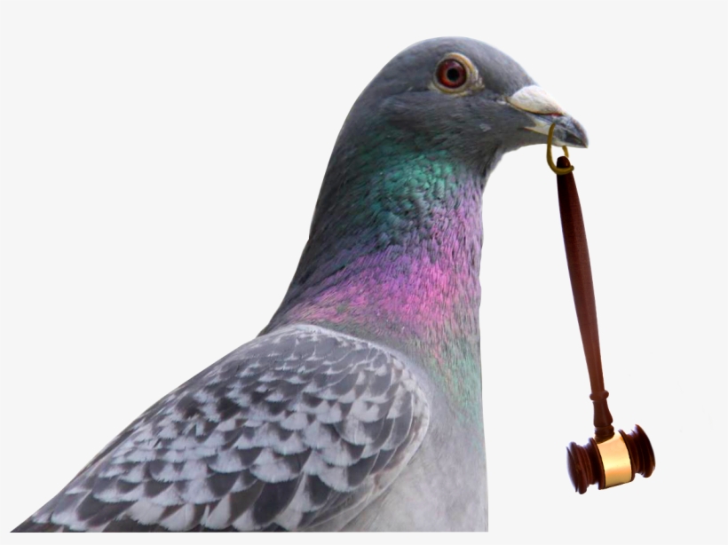 Subasta De Palomas - Pigeons And Doves, transparent png download