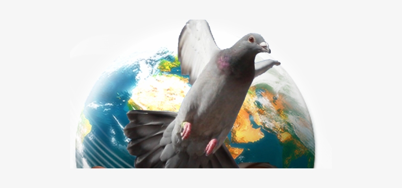 Flightless Bird, transparent png download