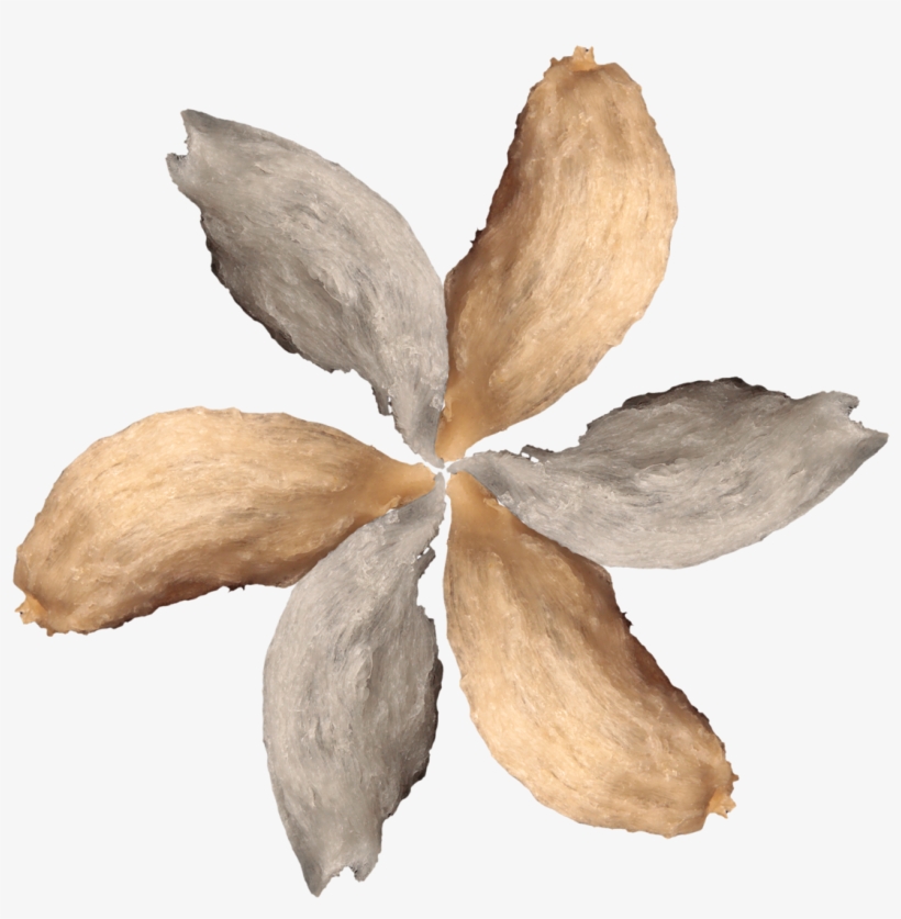 Share This - - Post Oak, transparent png download