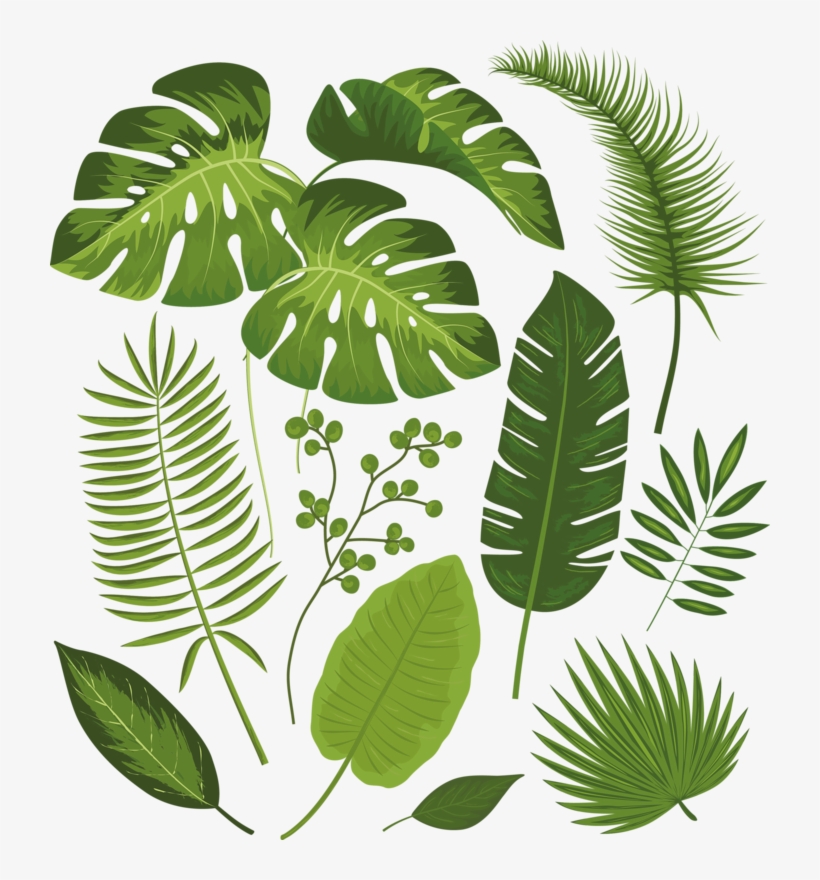 Фото, Автор ✿lili@ ✿ На Яндекс - Tropical Leaves Palm Banana Monstera Throw Blanket, transparent png download