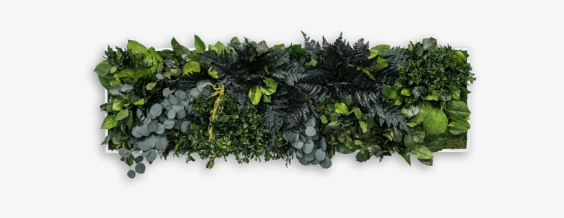 3d Plant Picture In Jungle Style 140 X 40 Cm - Jungle Plant Png, transparent png download