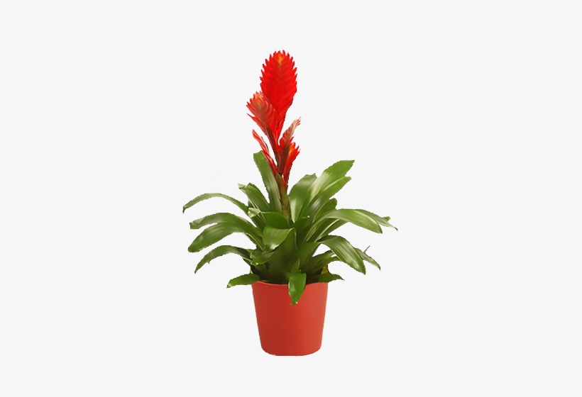 Red Bromelia - Kwiat Doniczkowy, transparent png download