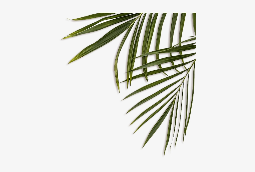 Feuille Decoration - Transparent Png Jungle Plant, transparent png download