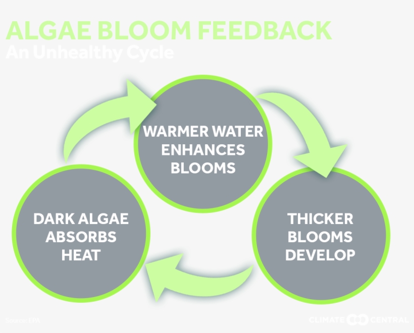 Jpg • Png - Diagram, transparent png download