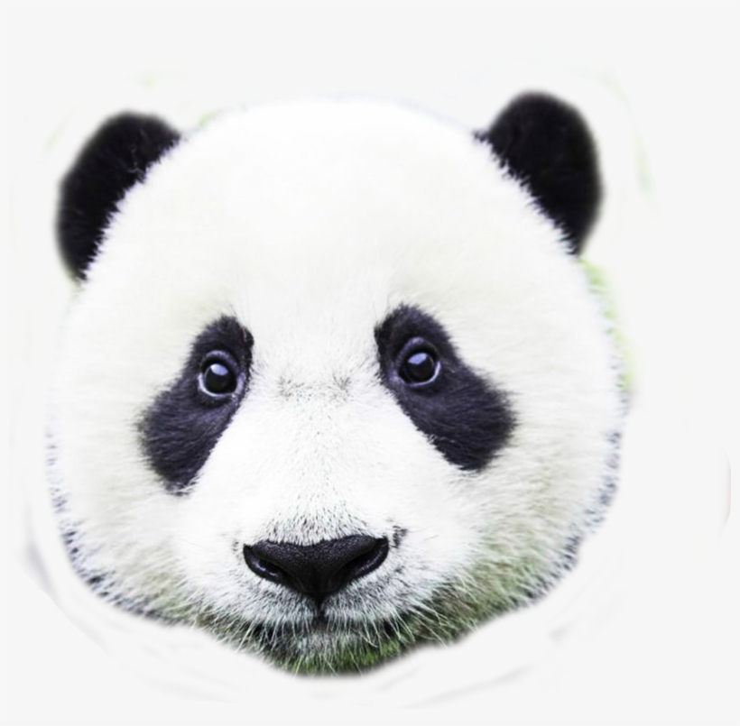 Benwinewin Panda\ Cross Body, Shoulder Bag, Bag, ,, transparent png download