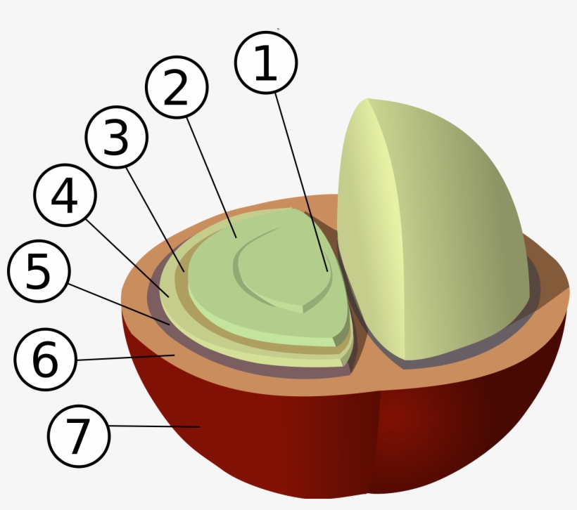 Open - Cau Tao Hat Ca Phe, transparent png download