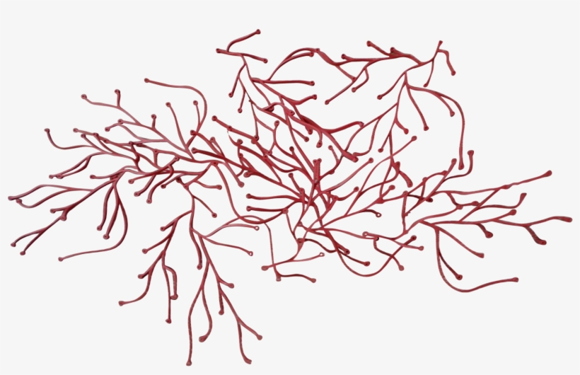 Graphic Library Reef Drawing Red Algae - Vitra Algue Png, transparent png download