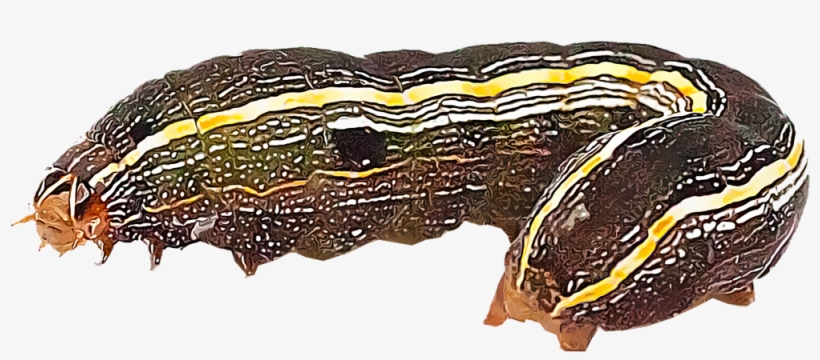 Armyworms Are Destructive Pests That Consume Turf Grasses, - Fall Armyworm, transparent png download