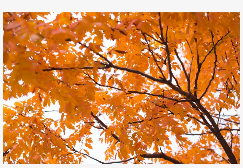 50008 Fall Tree - Autumn, transparent png download