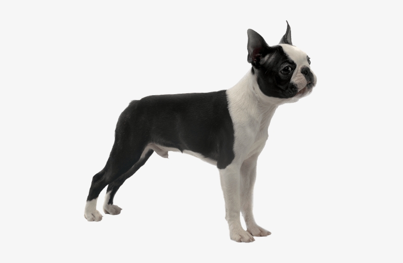Appearance Of Boston Terrier - Boston Terrier Png, transparent png download