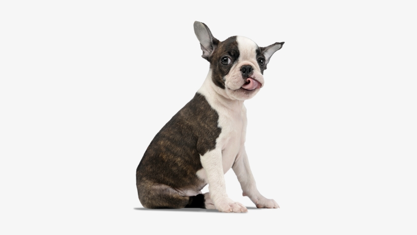 Boston Terrier, transparent png download