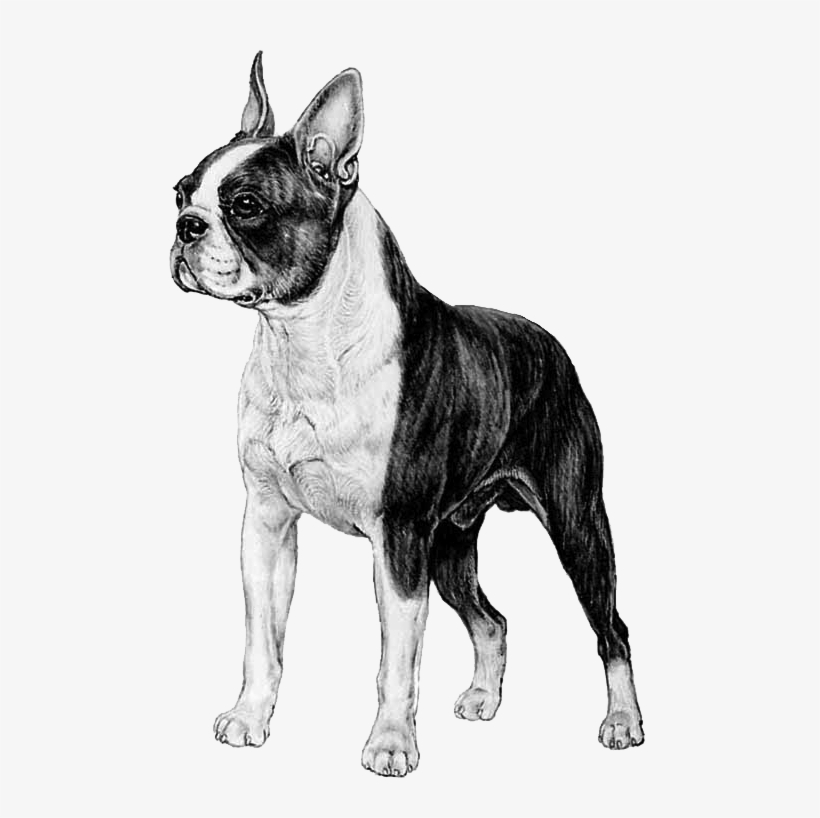 Boston Terrier - Boston Terrier Transparent, transparent png download