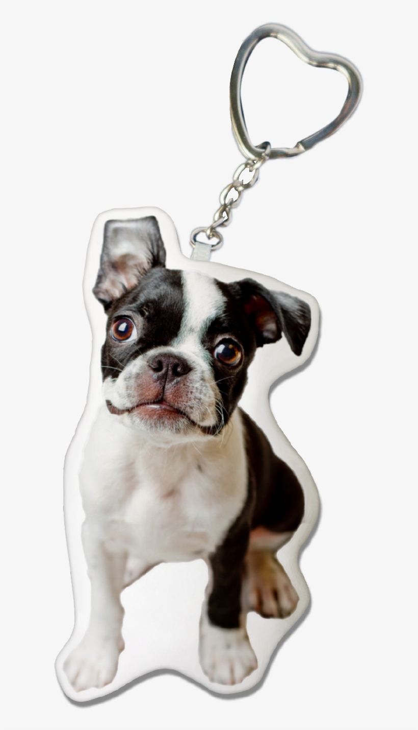 Boston Terrier Png, transparent png download