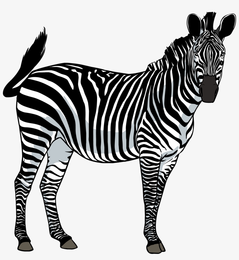 Zebra Png Image - Зебра Пнг, transparent png download