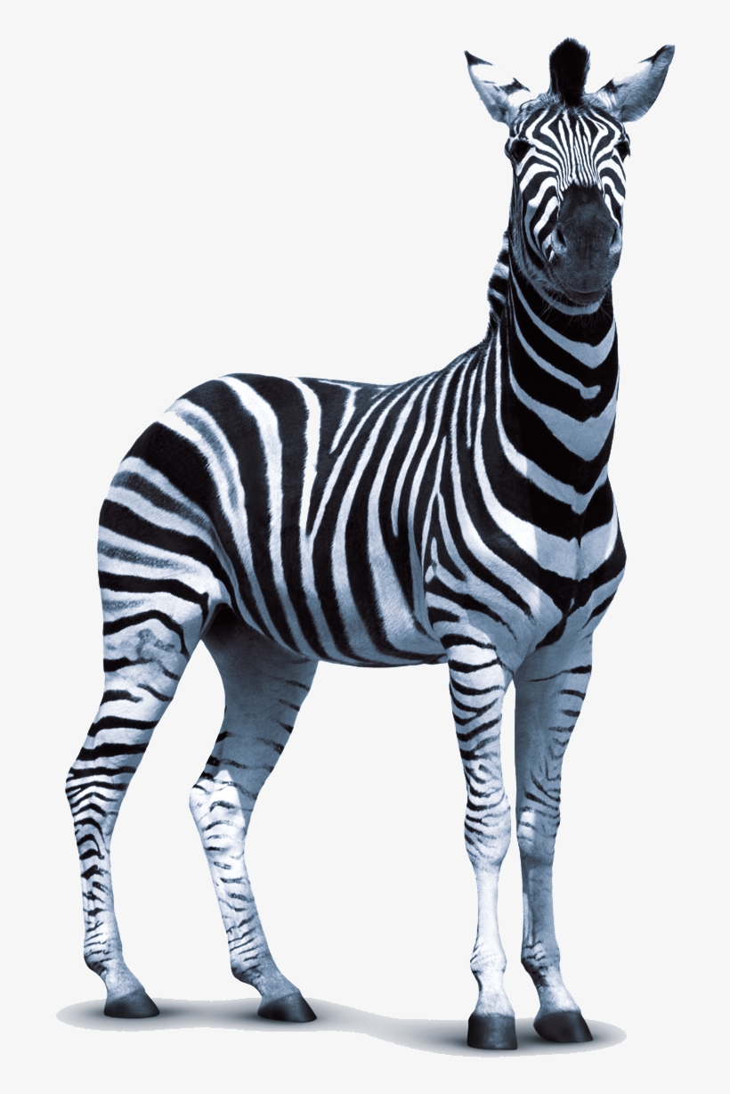 Zebra Png Transparent Photo - Zebra Png, transparent png download