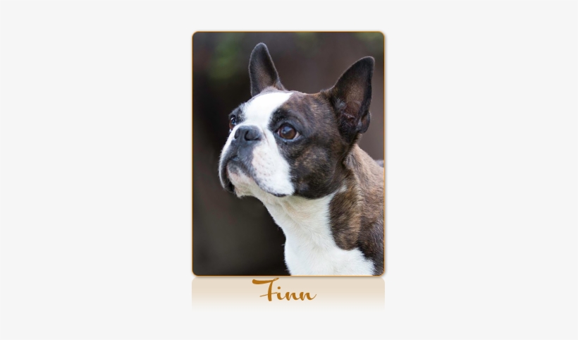 Caramuru Kennel - French Bulldog, transparent png download