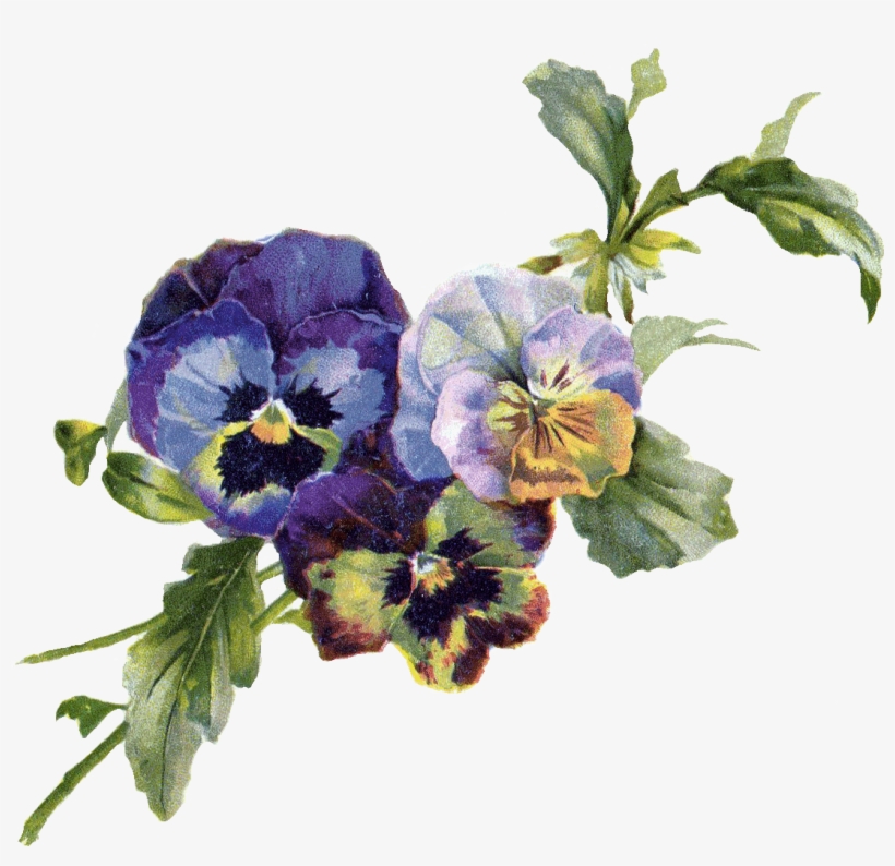 Pansy Bouquet Free Png Image - Antique Fashion Poster Print By Aimee Stewart, transparent png download
