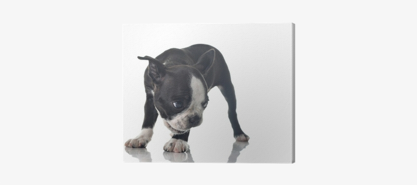 Dog, transparent png download