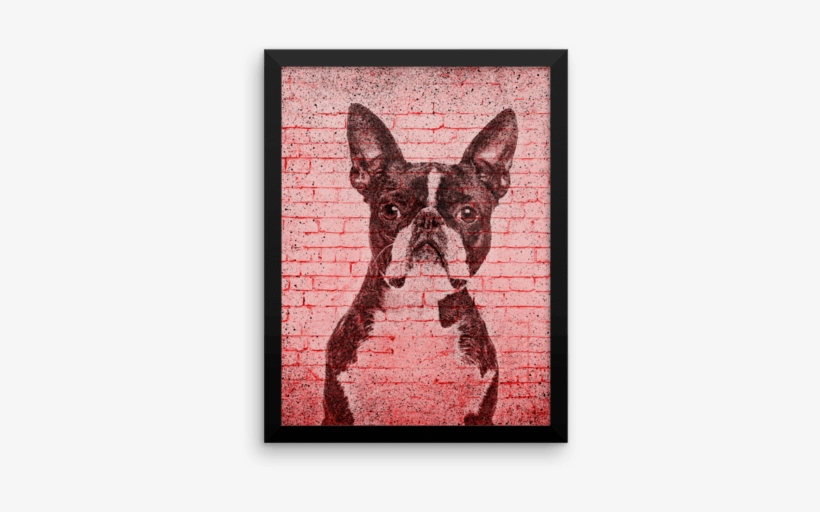 Boston Terrier On Wall Framed Poster - Boston Terrier, transparent png download