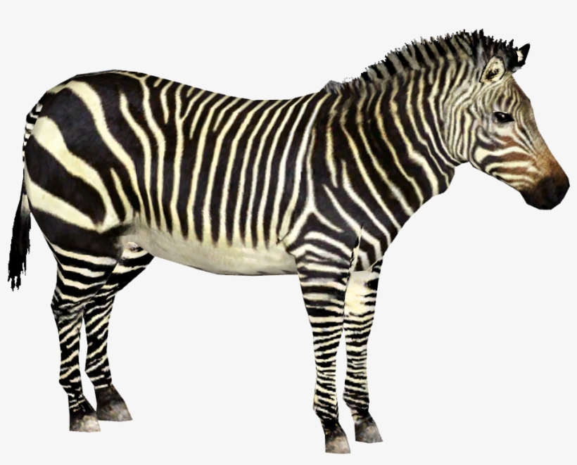 Cape Mountain Zebra - Zebra Png, transparent png download