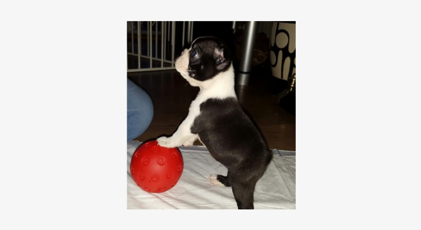 Kc Boston Terrier Puppies - Singapore, transparent png download