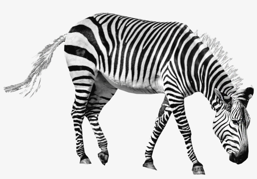 Zebra Png, transparent png download