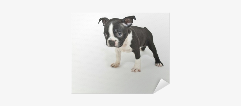 Boston Terrier Puppy Saying "i'm Sorry" - Full Grown Boston Terriers, transparent png download