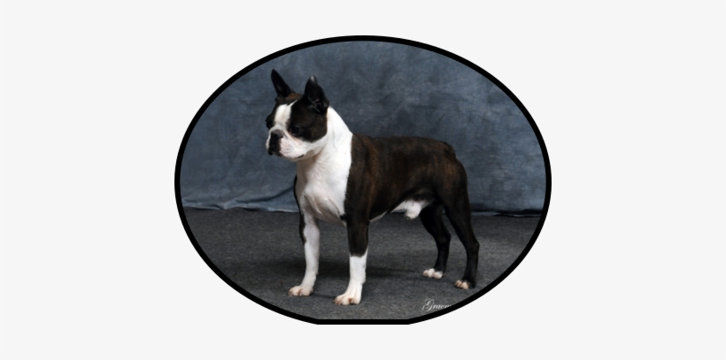 We Held Jagger Back To Mature Until He Was 14 Months - Boston Terrier, transparent png download