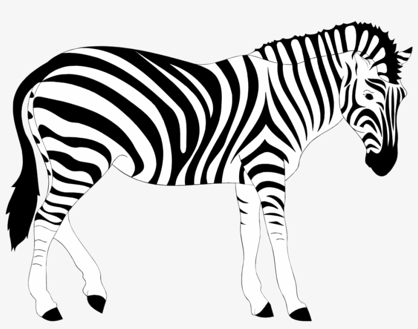 Clipart Zebra Real - Clip Art Zebra, transparent png download