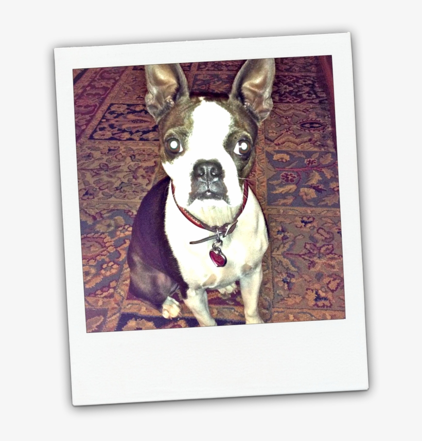 Picture - Texas, transparent png download