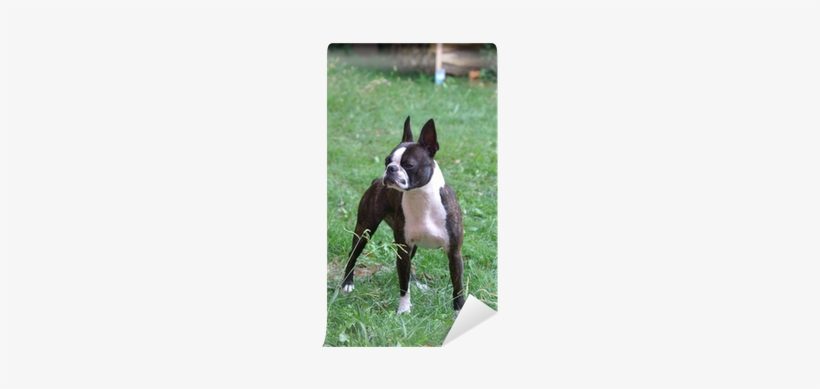 Boston Terrier Puppies, transparent png download