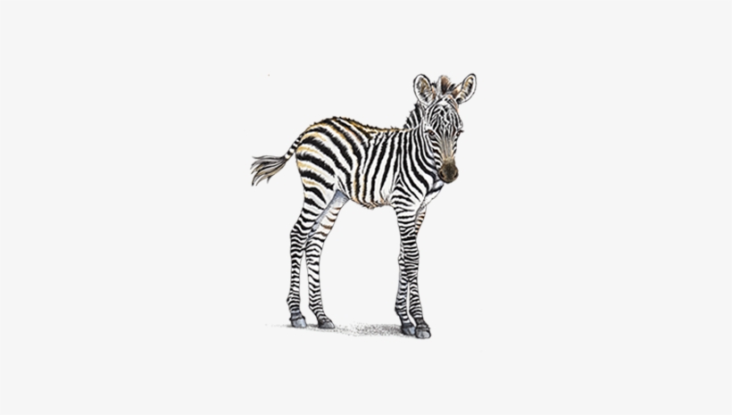 Home Header Petaluma Orthodontics - Baby Zebra Transparent, transparent png download