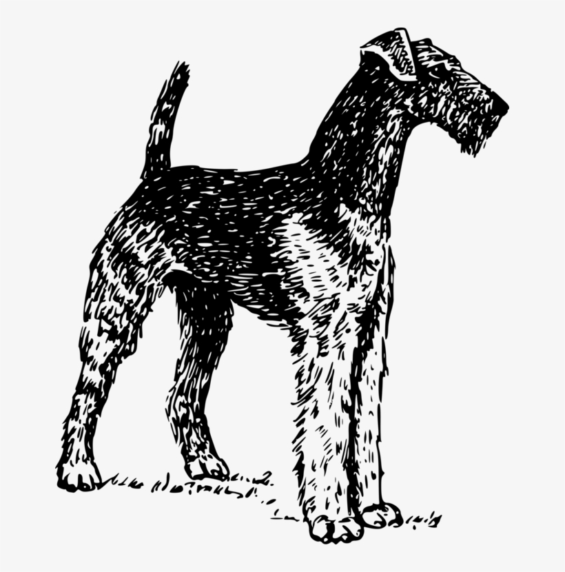 Airedale Terrier Cairn Terrier Bull Terrier Boston - Vector Airedale Terrier, transparent png download