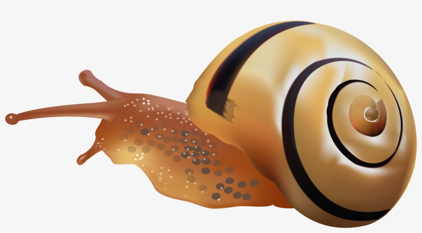 Snail Png Clip Art - Polymita Png, transparent png download