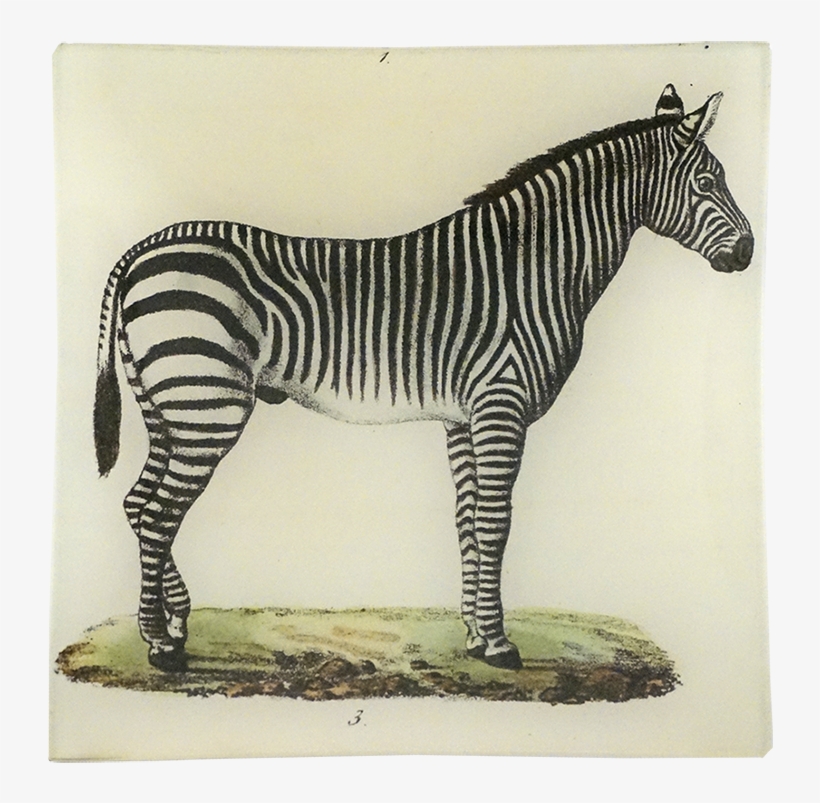 Zebra, transparent png download