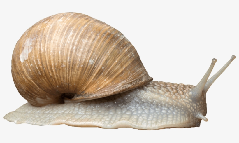 Free Png Snail Png Images Transparent - Snail Png, transparent png download