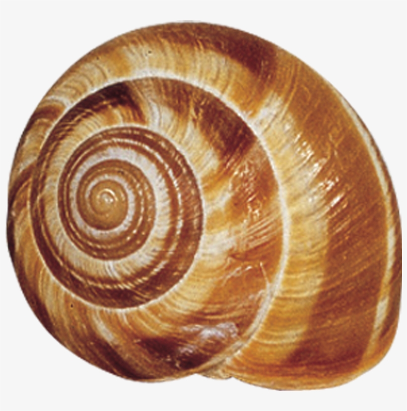 Snail Shells - Google Search - Roland Extra Large Snails 28 Oz (case, transparent png download