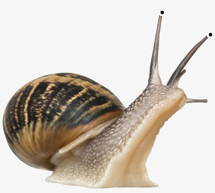 Snails Icon Web Icons - Snail Png, transparent png download