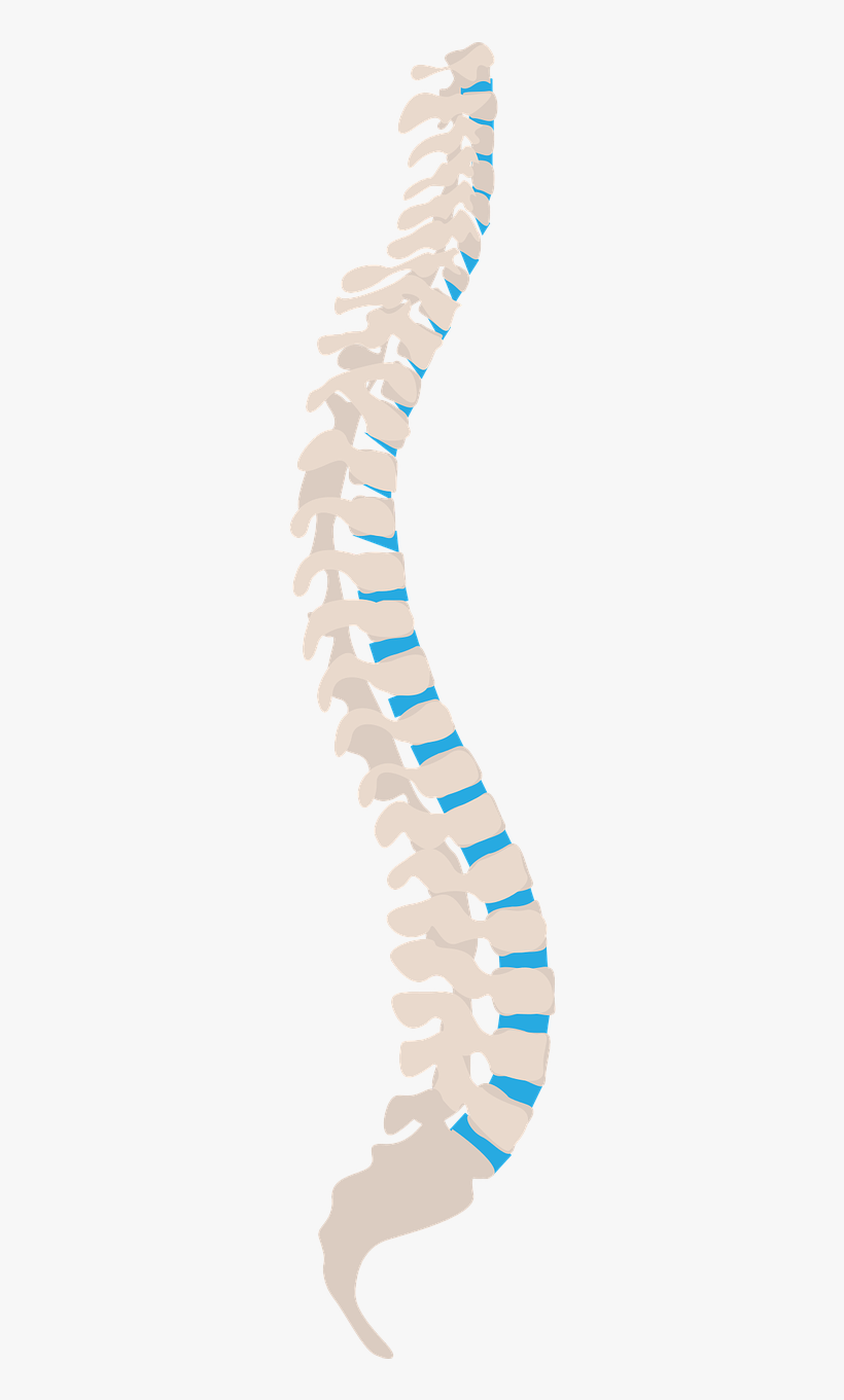 Do You Suffer From Neck And Back Pain It Could Be How - Ryggraden Png, transparent png download