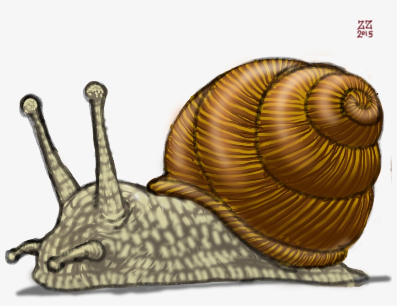 Drawn Snail Drawing - Snail Drawing, transparent png download