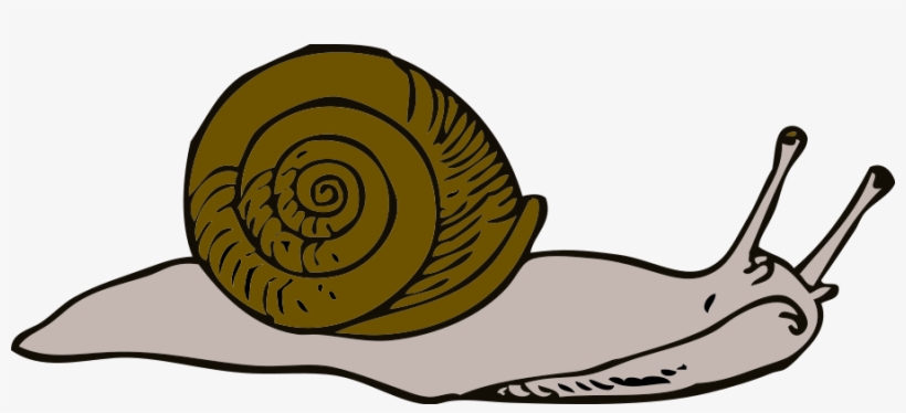 This Free Clipart Png Design Of Snail Clipart, transparent png download