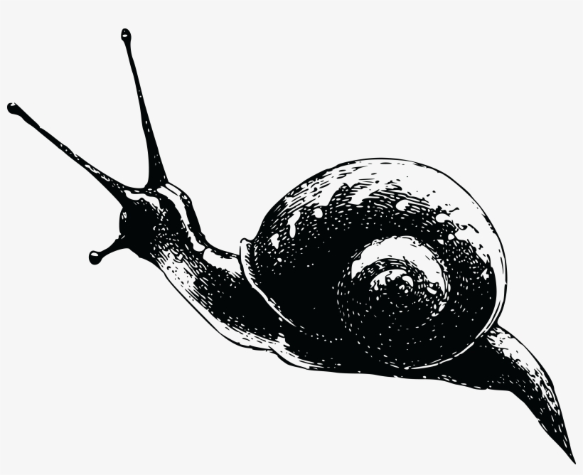 , , - Snail .png, transparent png download