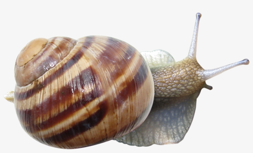 Snails, Animals, Snail - Улитка Пнг, transparent png download