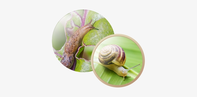 General Pest Information - Stock Photography, transparent png download
