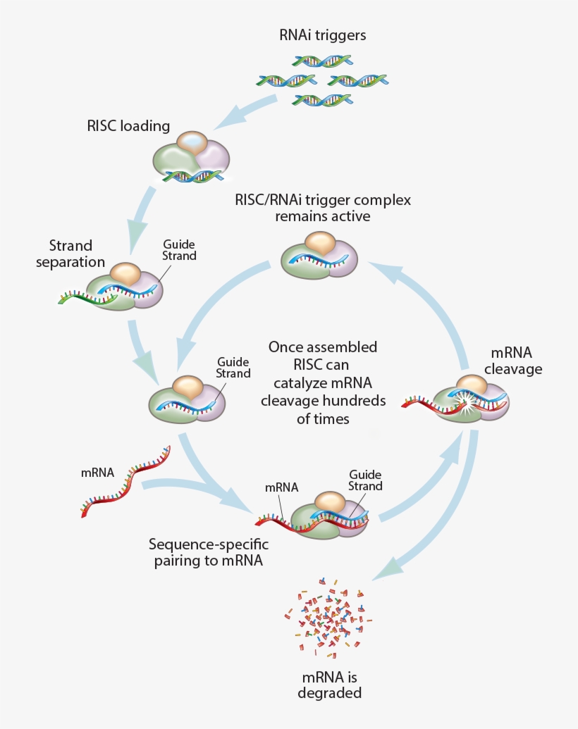 Science - Rnai Science, transparent png download
