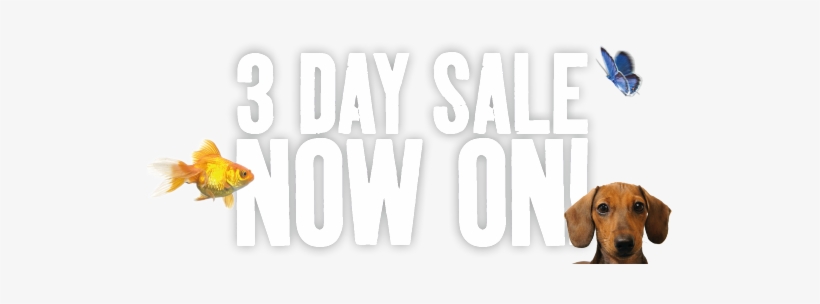 3 Day Sale Now On Banner - Applause, transparent png download