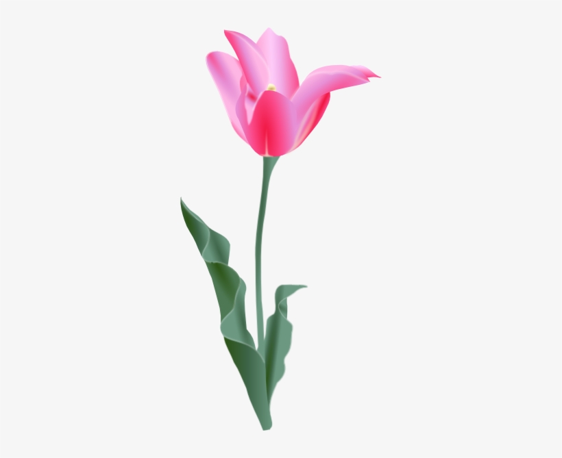 Tulip Clip Art, transparent png download