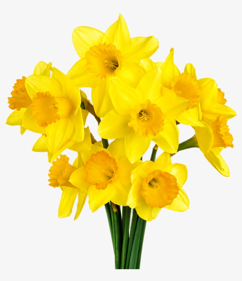 Daffodil Bunch - Bunch Of Daffodils, transparent png download